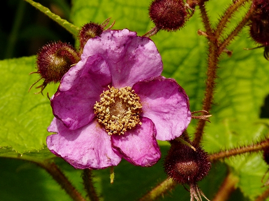{Rubus odoratus}